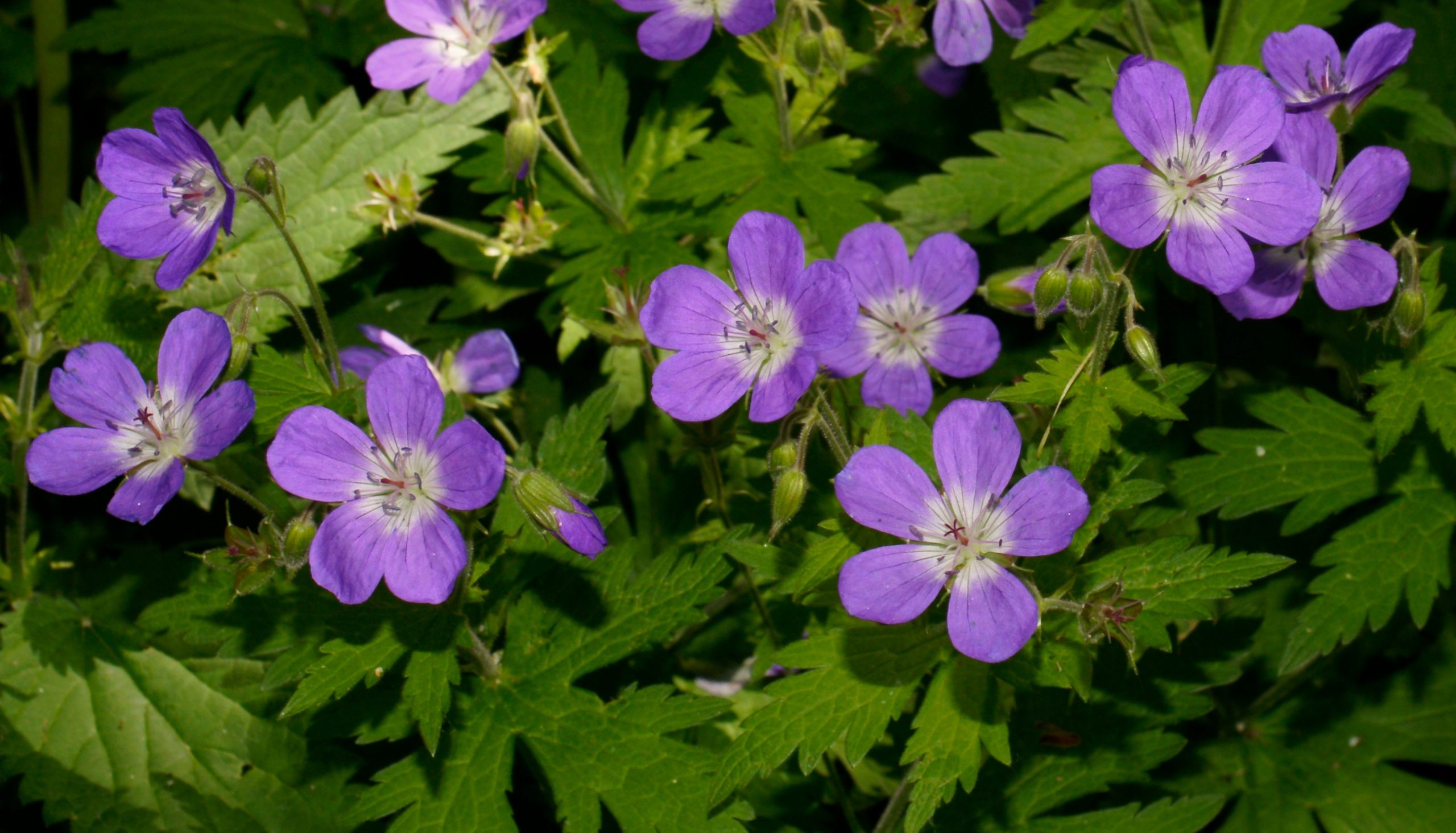 Photograph showing geranium sylvaticum plant