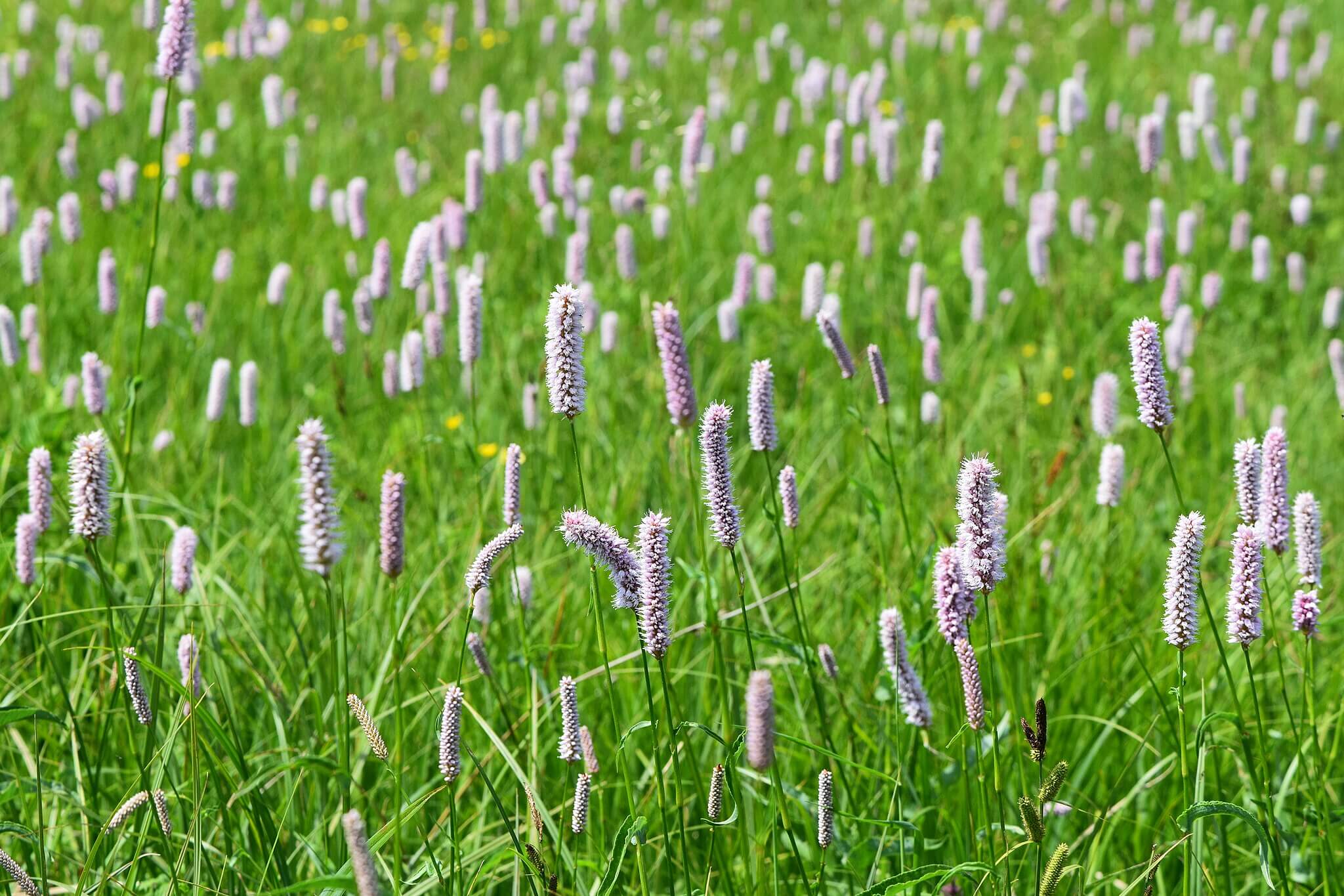 Photograph of Bistorta officinalis flowering herbaceous plant