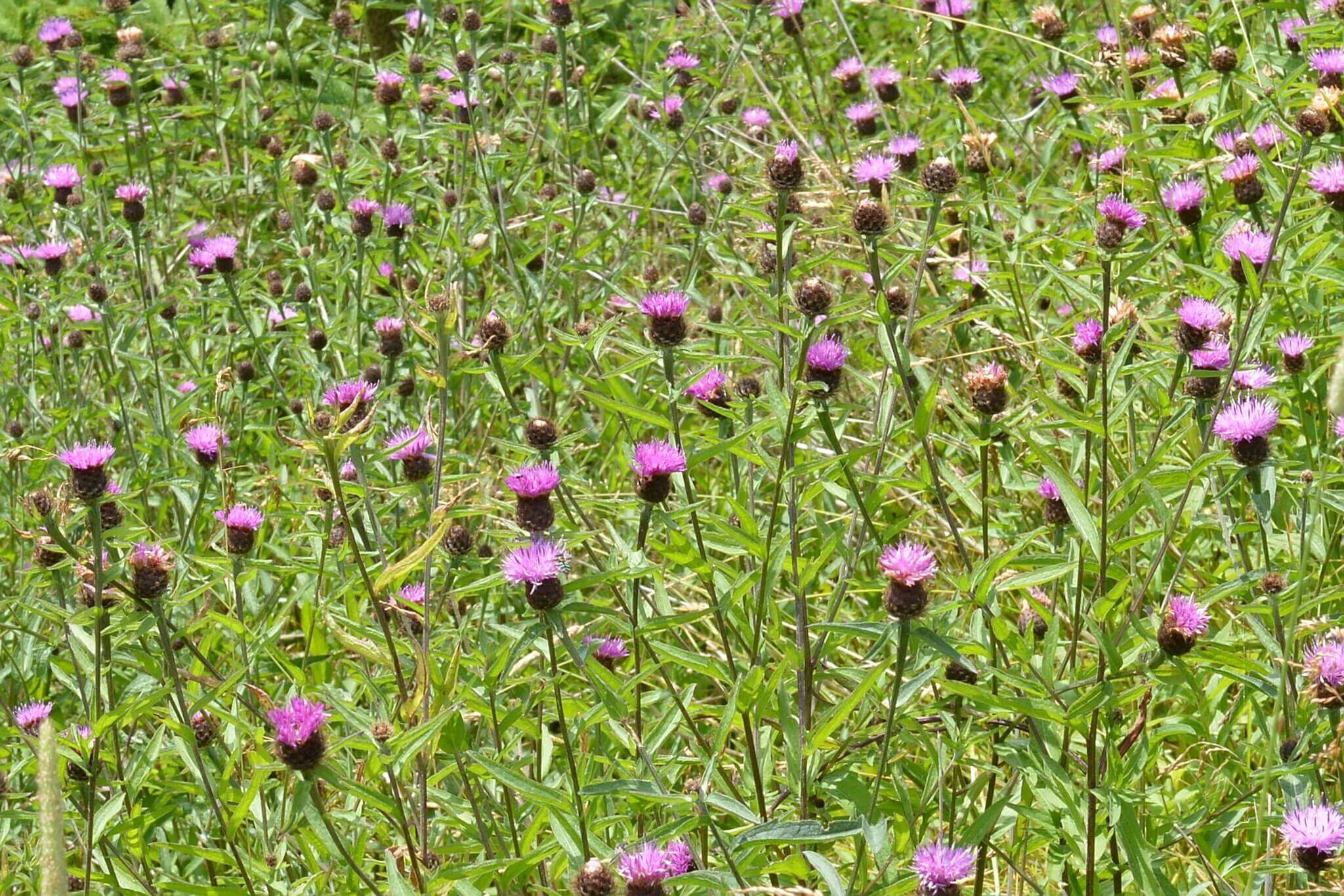 Photograph showing Black Knapweed