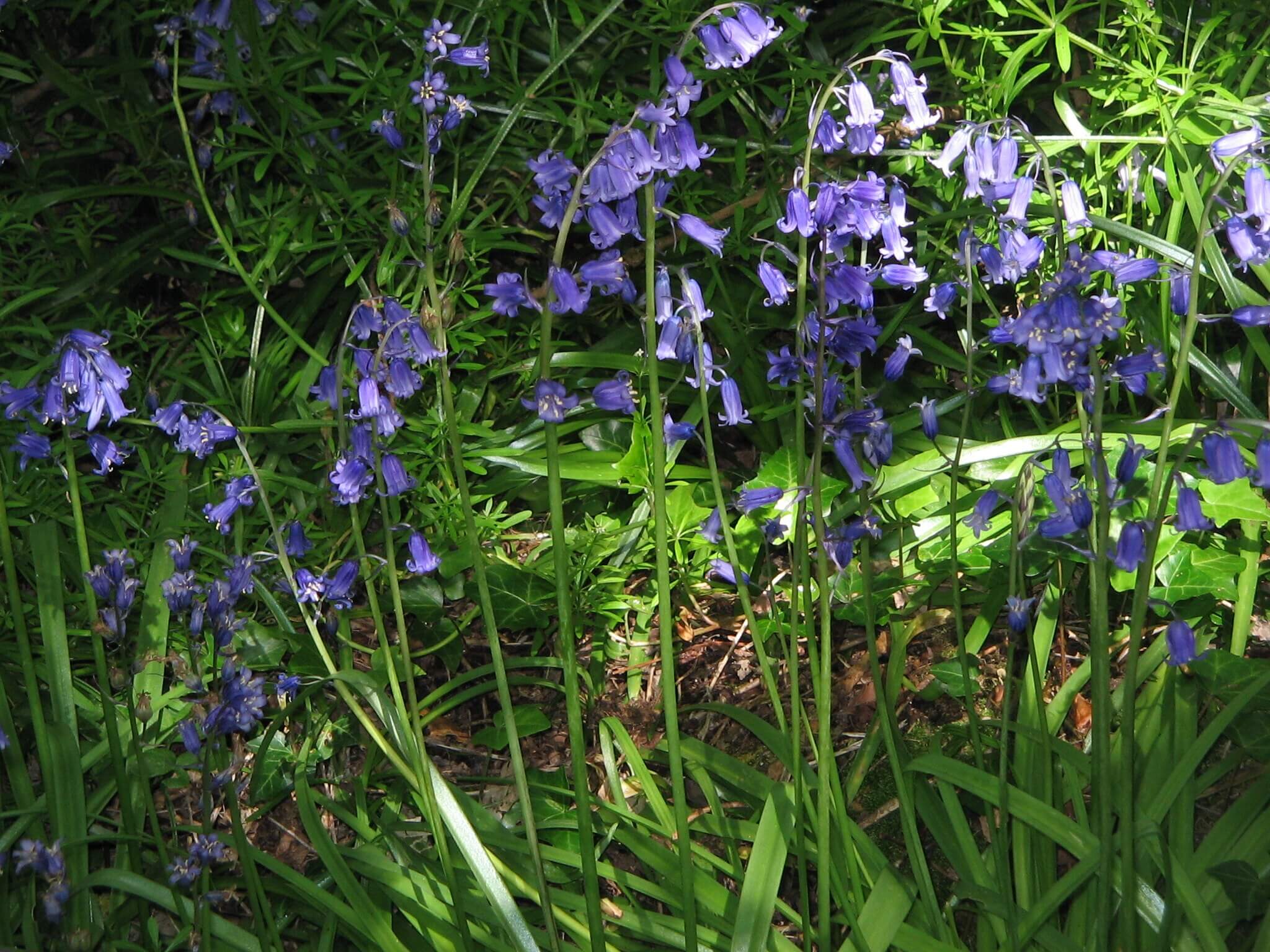 Photograph of bluebells 