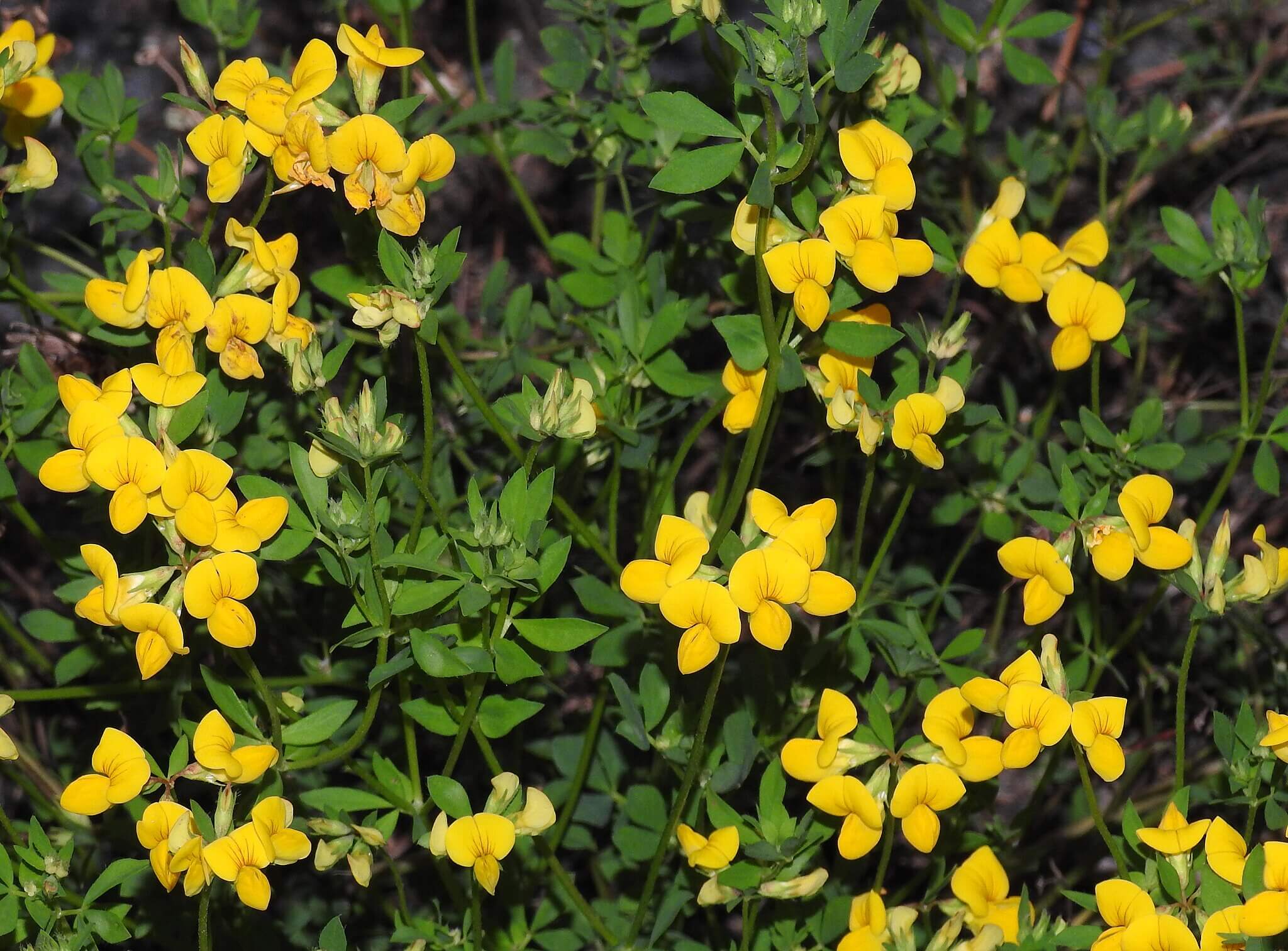 Photograph of Common Bird's-foot-trefoil