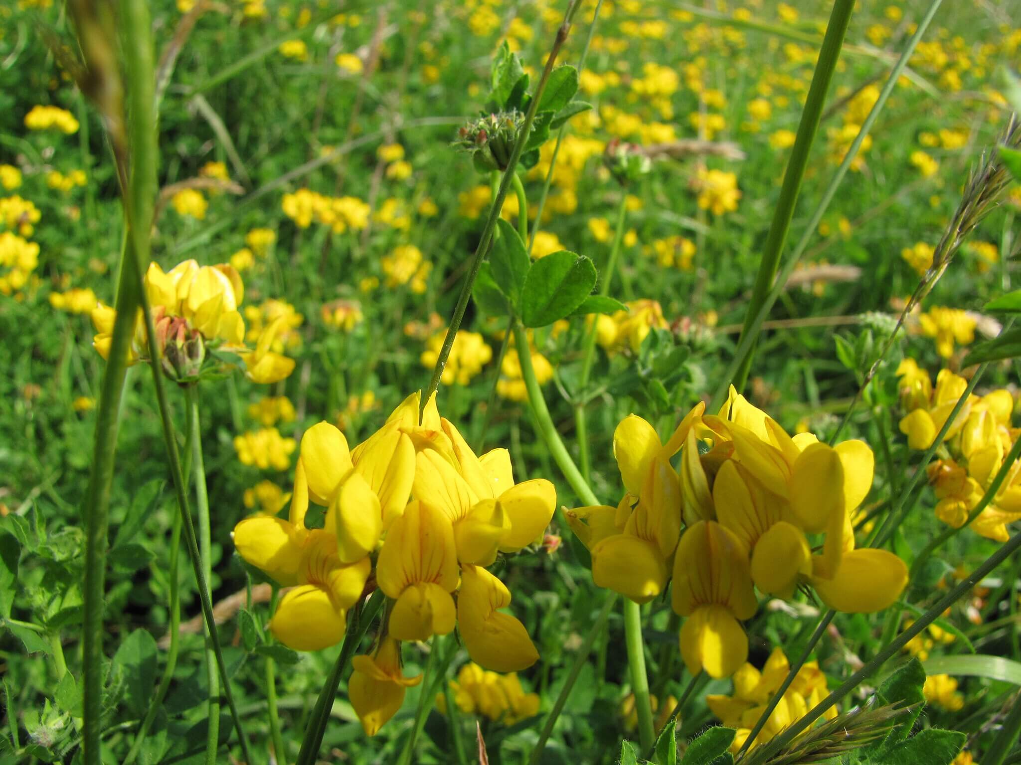 Photograph showing the plant Lotus Pedunculatus