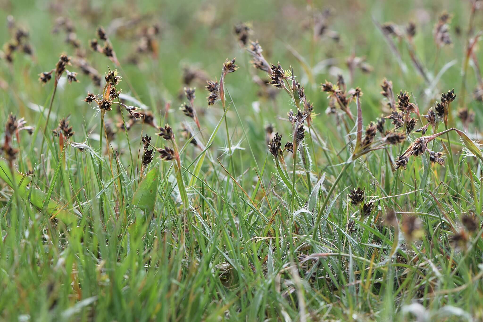 Photograph showing Field Wood-rush