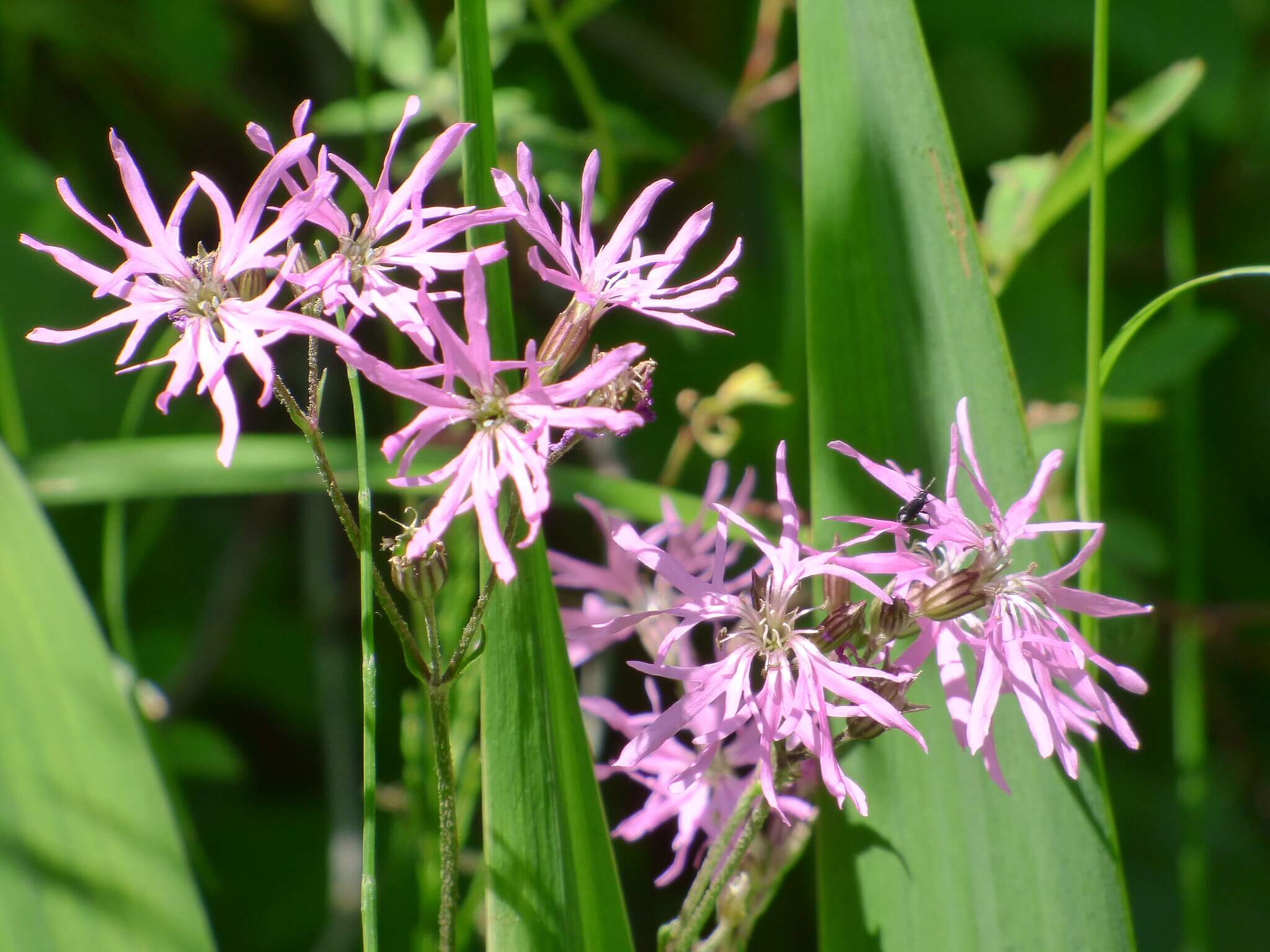 Photograph showing the flowering plant silene flos-cuculi