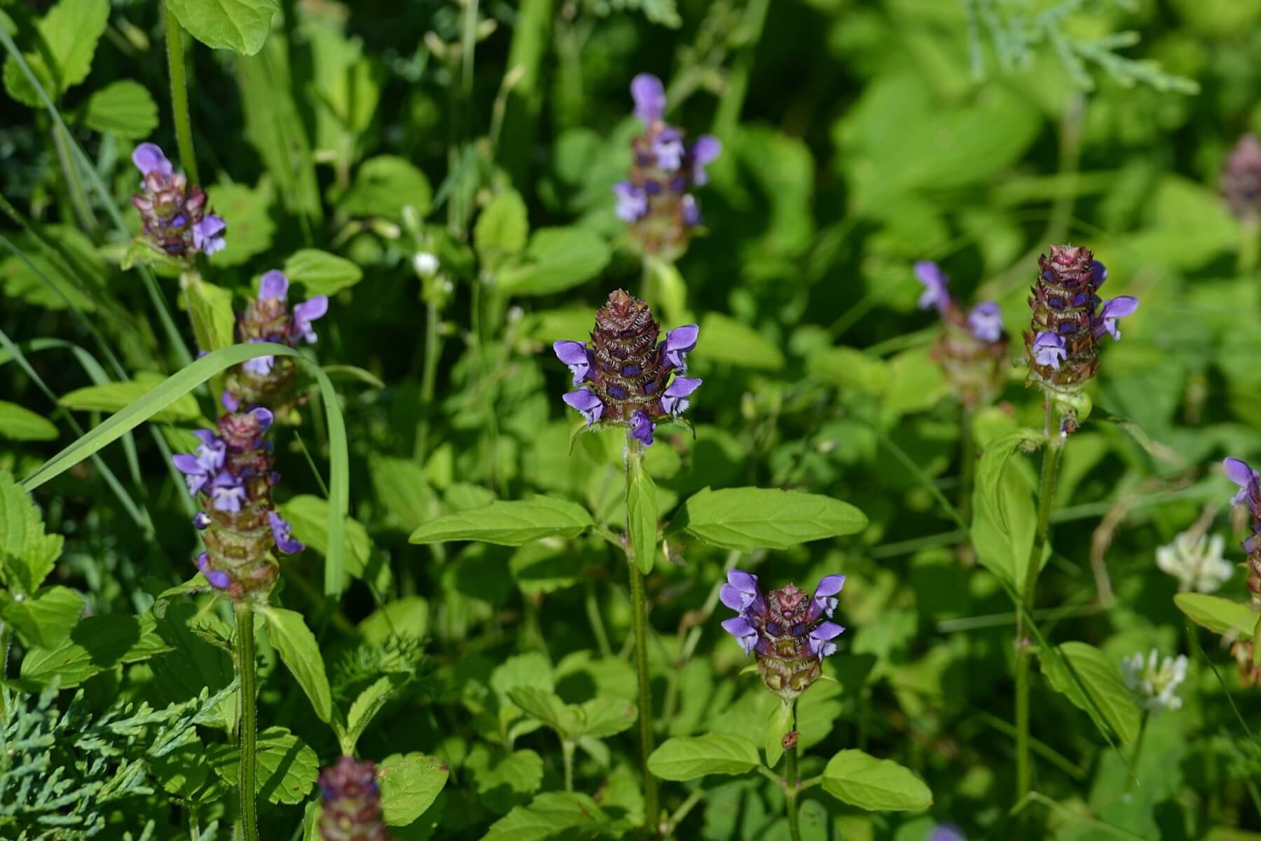 Photograph of Prunella vulgaris (selfheal)