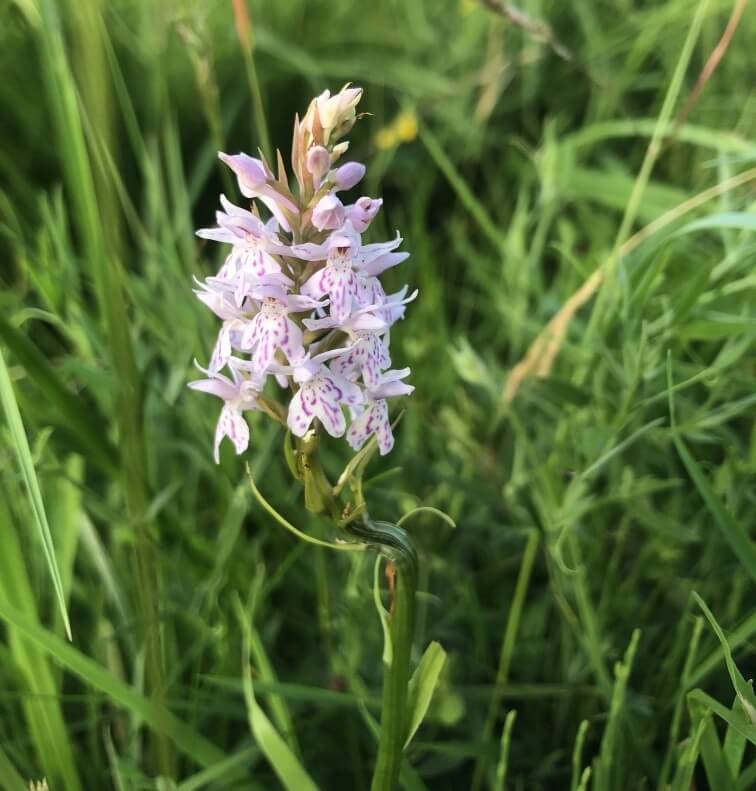 Photograph showing Common Spotted Orchid
