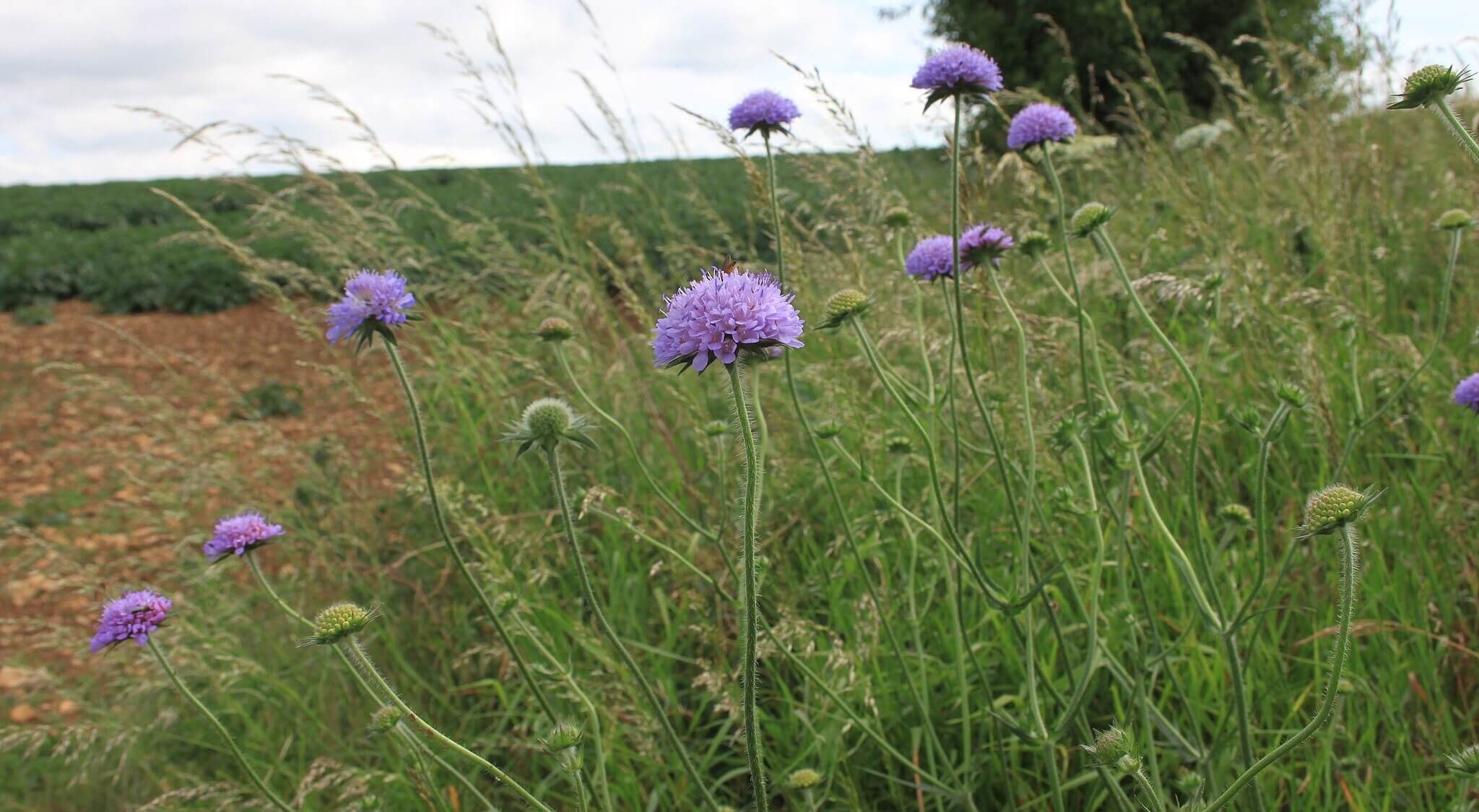 Photograph showing Devils-bit Scabious