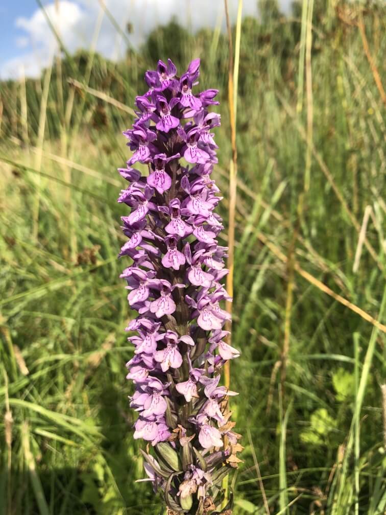 Photograph showing North Marsh Orchid