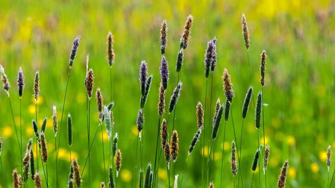 Photo of Meadow Foxtail