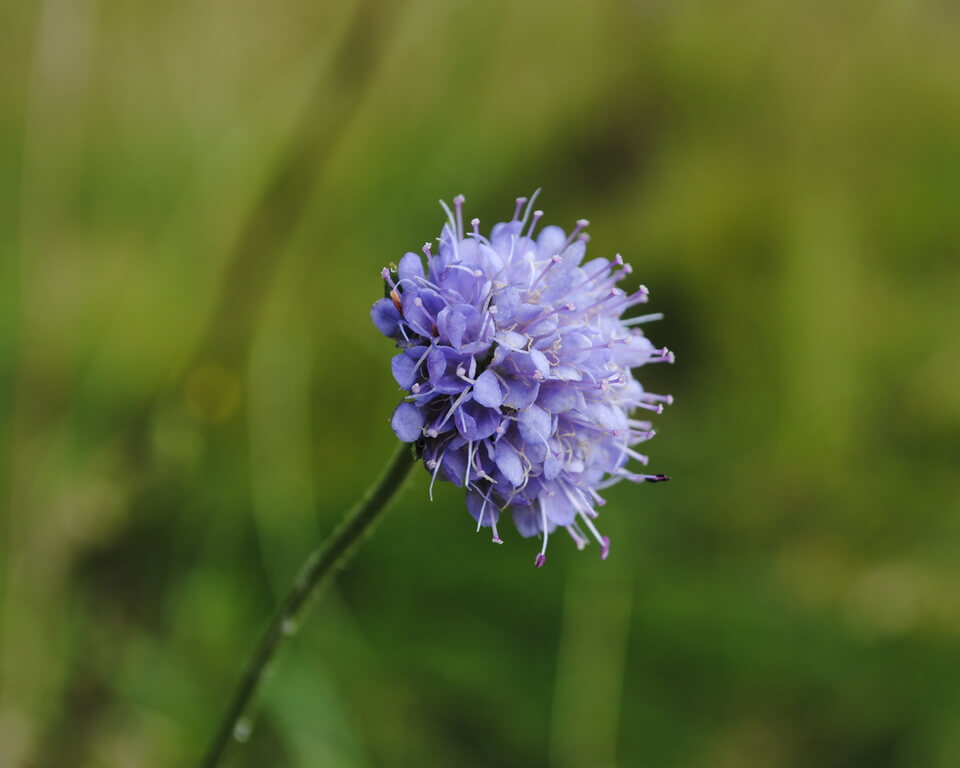 Photograph of a single Devil's bit Scabious flower