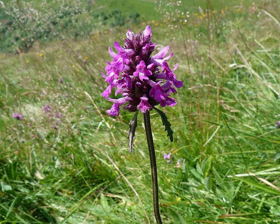 Photograph showing Betonica officinalis (Betony)