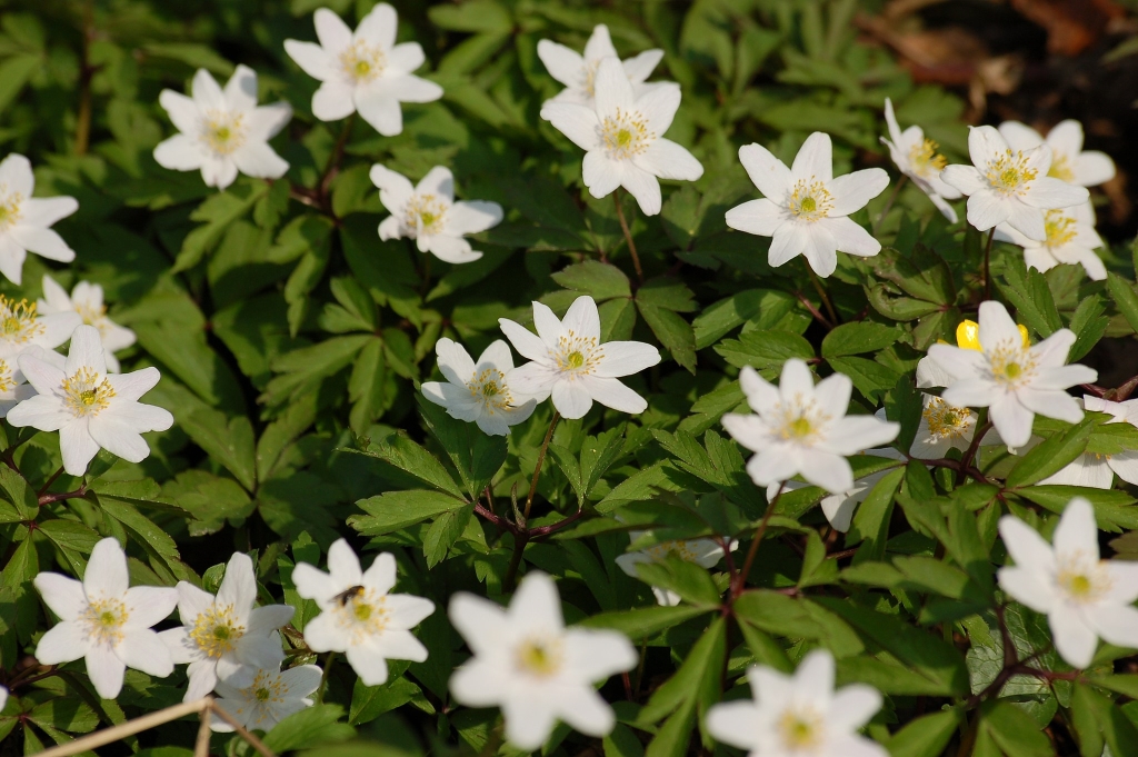Photograph showing Anemone Nemorosa