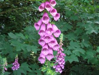 Foxglove
