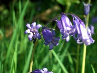 Bluebells