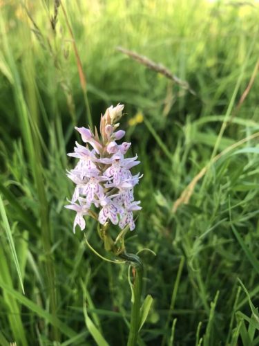 Common Spotted Orchid