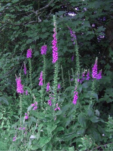 Group of Foxgloves