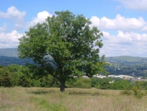 Gib Hill Tree