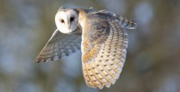 Barn Owl
