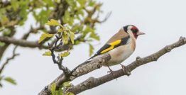 Goldfinch