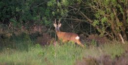 Roe Deer