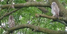 Tawny Owls